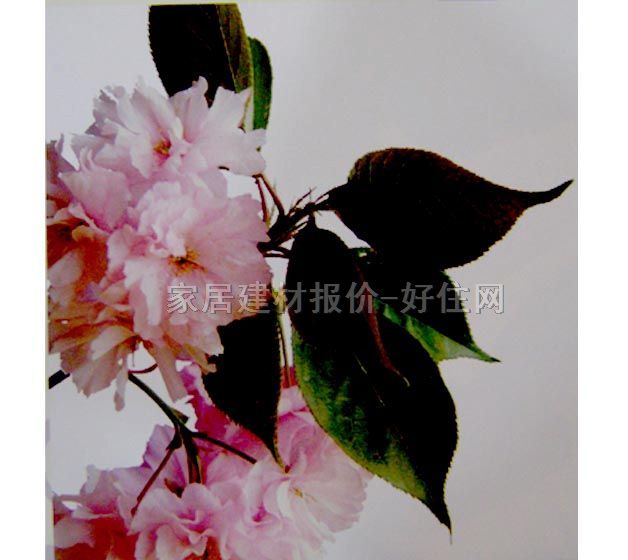 ���� PP���ڮ�S7003 ӆ�� �� ��ɫ