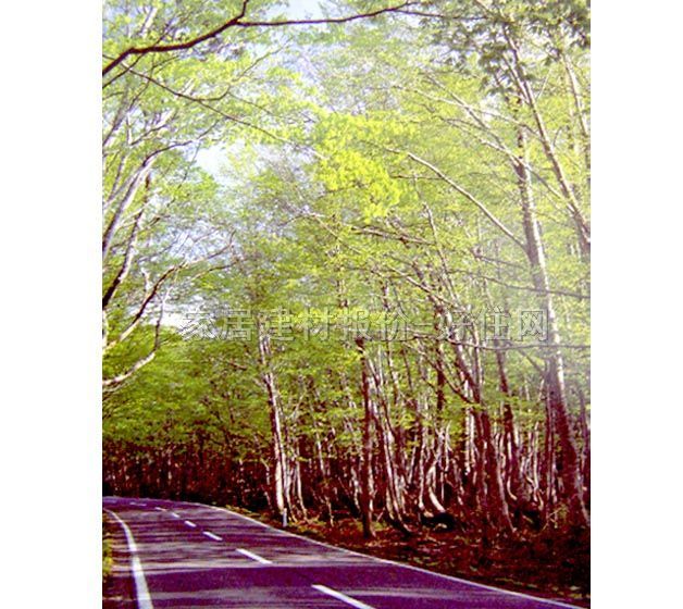 ���� PP���ڮ�S8016-1 ӆ�� �L�� �Gɫ