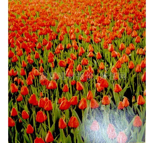 ���� PP���ڮ�S7013 ӆ�� �� �tɫ