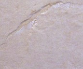 ¶�A��شu �¹Ŵu5011 500mm��500mm 