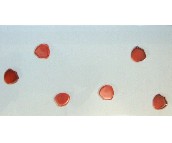 ��W�ŉ��u��Ƭ JKY7801W 300��600mm 