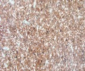 ��ǻ����r �ʵ��� �L600mm����600mm 