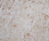 ����̵شu ����u���v����02 800mm��800mm 