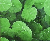 Ӣ�յشu �����uTY30F-022 300mm��300mm 