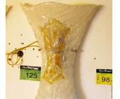 ʥ�B�ڟ�  264 �F������ 