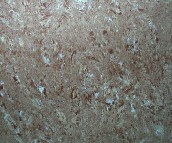 ��ꖵشu ����uJW148032 800mm��800mm 