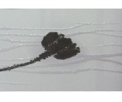 �W���Z���u��Ƭ YF024H1B 300��450mm 