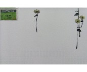 �W���Z���u��Ƭ YF039H24 300��450mm 