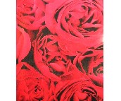 goldtnrost���� J01166 0.53��10M 