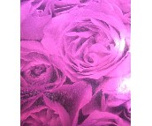 goldtnrost���� J01167 0.53��10M 