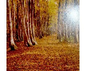 Sun Feel I ���� ӆ�� �ڮ� S8008  �L�� ��ɫ  