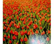 Sun Feel I ���� ӆ�� PP���ڮ�S7013  �� �tɫ  