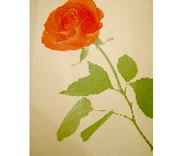 ���g���� PVC 51010 ��530mm���L10�� 