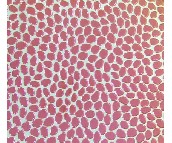 ̩ٛ�شu ����uDJ7-0036C 300mm��300mm 