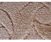 �G���k���ÝM䁵�̺ ���G��021 ӆ�� 