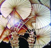 �����o��ˇ���� ���L�����y�� 8�� 