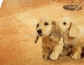 ���ۼ{ܛľ�ذ� ճ�NʽKN-101 305��610��6mm 